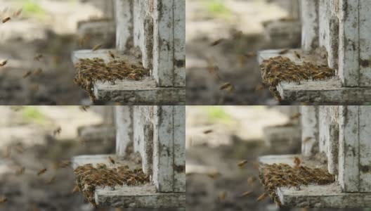 蜜蜂和蜜蜂的房子。高清在线视频素材下载