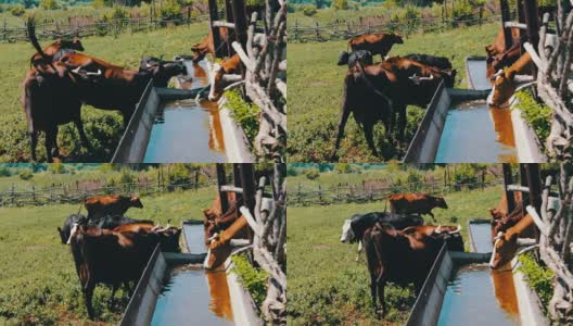 各种大大小小的奶牛从装满水的巨大铁槽里喝水。渴望牛。奶牛在吃草高清在线视频素材下载