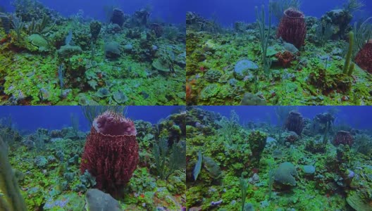 在加勒比海美丽的珊瑚礁上潜水-伯利兹堡礁/龙涎香礁高清在线视频素材下载
