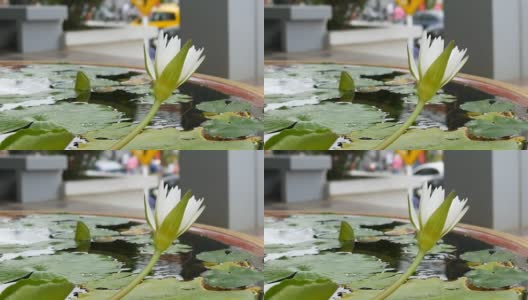 人工池塘中的装饰花园百合。美丽的白色装饰花在一个小人工水库高清在线视频素材下载