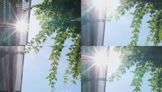 阳光透过城市里郁郁葱葱的树叶，仰起角度观赏新鲜的树叶高清在线视频素材下载