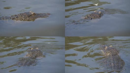 一只鳄鱼漂浮在水里高清在线视频素材下载
