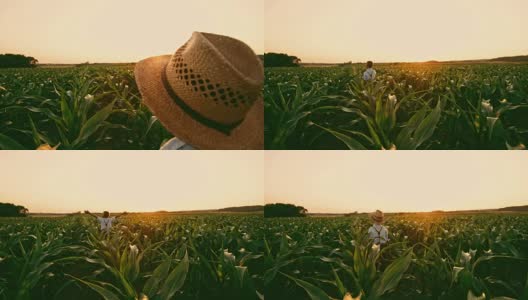 兴高采烈，无忧无虑的男孩把帽子扔在阳光明媚，田园诗般的乡村玉米地里，实时高清在线视频素材下载