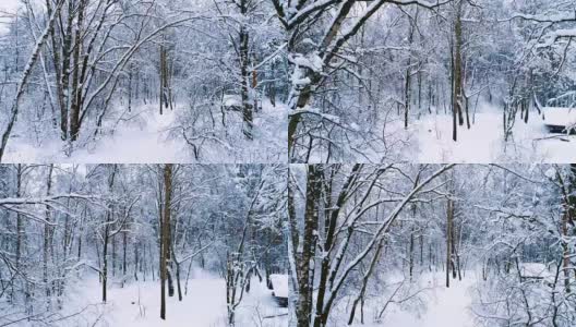 森林里白雪皑皑的树枝。冬天的童话背景高清在线视频素材下载