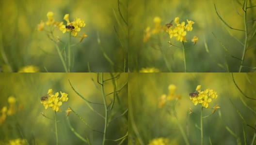 蜜蜂从芥菜花蜜中采集花蜜的慢动作。高清在线视频素材下载