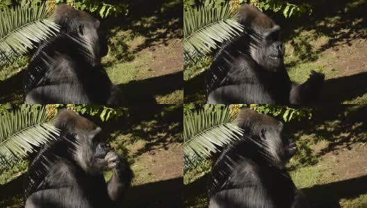 阳光明媚的日子里，大猩猩吃着水果——西部低地大猩猩高清在线视频素材下载