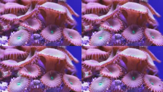 热带海底的珊瑚高清在线视频素材下载