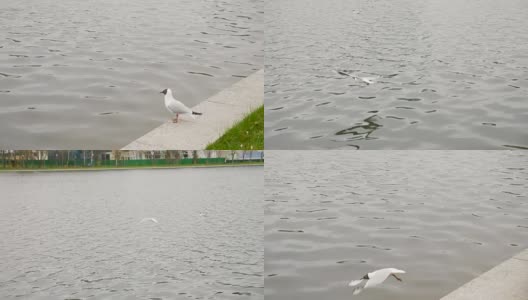 海鸥飞行-慢镜头180帧/秒高清在线视频素材下载