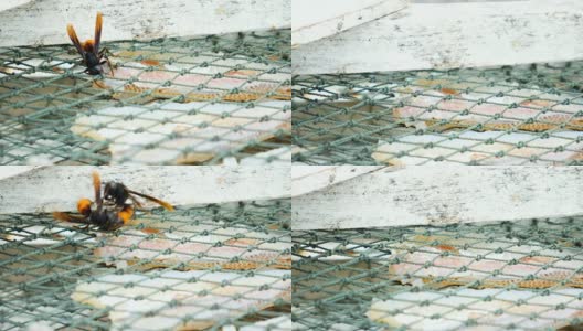 在渔网中吃鲜鱼的黄蜂高清在线视频素材下载