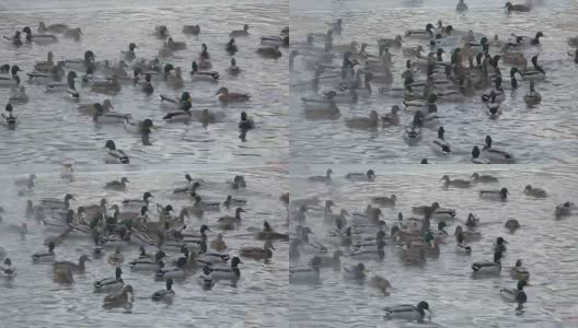 野鸭在湖里游泳，争夺食物。高清在线视频素材下载