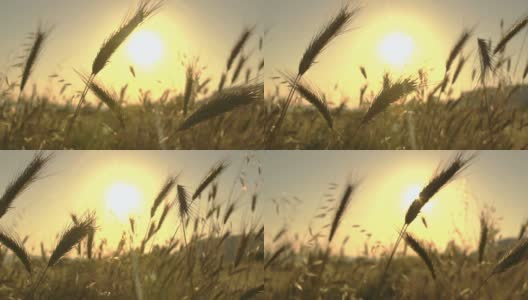 阳光下的小麦叶片高清在线视频素材下载