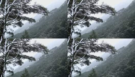 雪轻轻地落在一棵树上，后面是一片寒冷的森林高清在线视频素材下载