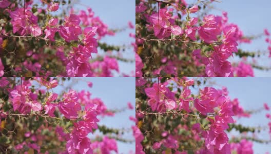 风中蓝色的天空映衬着九重葛粉红色的花朵高清在线视频素材下载