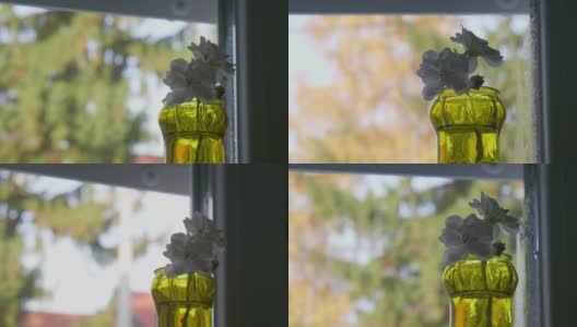 视差镜头的一个美丽的白色天竺葵花在黄色花瓶前的窗户下的百叶窗高清在线视频素材下载
