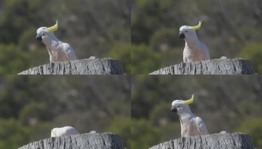 硫冠凤头鹦鹉高清在线视频素材下载