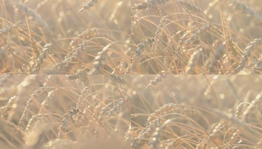 有机金黄成熟小麦穗在田间，柔焦，特写，农业背景高清在线视频素材下载