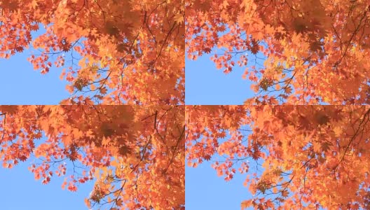 美丽的日本秋叶颜色高清在线视频素材下载