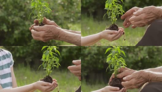老人的手给一个孩子小植物的特写高清在线视频素材下载