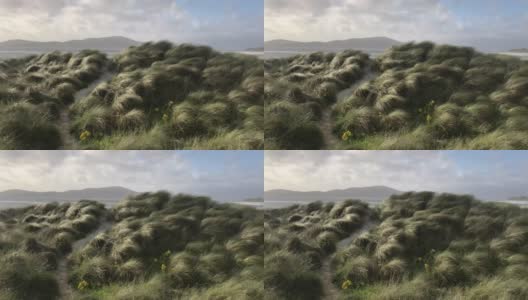 苏格兰外赫布里底群岛哈里斯岛，鲁斯肯泰尔海滩，沙丘草吹在前景高清在线视频素材下载