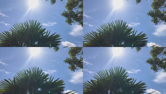在一个晴朗的夏日，阳光透过棕榈树的叶子闪闪发光高清在线视频素材下载