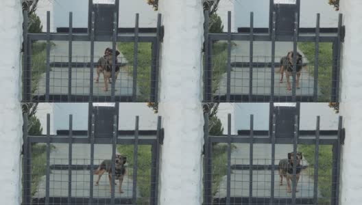 阿根廷一所房子的篱笆后面的小狗。高清在线视频素材下载
