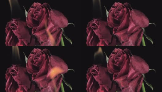 带着火焰的红玫瑰大花瓣。浪漫的概念高清在线视频素材下载