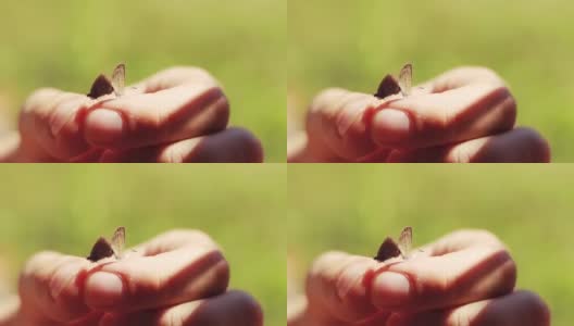 两只蝴蝶在一根手指上交配高清在线视频素材下载