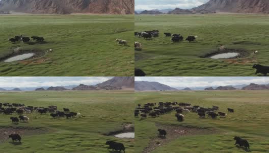 牦牛-牛。蒙古草原上的一群牦牛高清在线视频素材下载