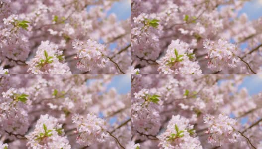 樱花、樱花都盛开在日本的春江两岸高清在线视频素材下载