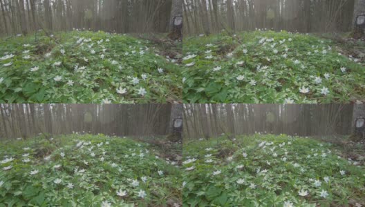 林中空地上有很多雪花莲高清在线视频素材下载