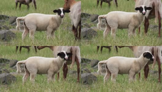 小羊在草地上拉屎高清在线视频素材下载