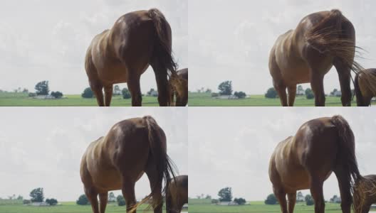 慢动作拍摄的一个棕色的马的背部，而它摆动和弹它的尾巴在牧场在一个阳光明媚的日子高清在线视频素材下载