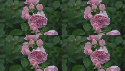 玫瑰在春雨中绽放高清在线视频素材下载