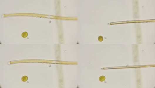 在显微镜下观察淡水中的硅藻高清在线视频素材下载