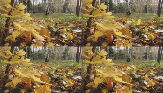黄色的枫树叶。高清在线视频素材下载