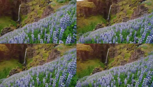 冰岛风景如画的森林和山脉。野生的蓝色羽扇豆在夏天开花。最美丽的瀑布高清在线视频素材下载