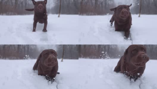 SLO MO在雪中奔跑的狗高清在线视频素材下载