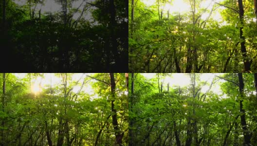 森林在黎明时分。间隔拍摄。高清在线视频素材下载