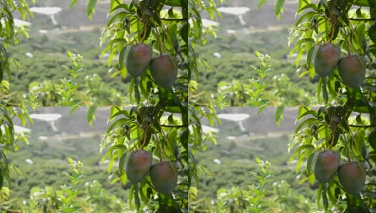 芒果是热带水果挂在树上的一种热带果树高清在线视频素材下载