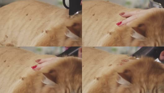 近距离拍摄的姜猫被剃须是一个专业兽医美容师高清在线视频素材下载
