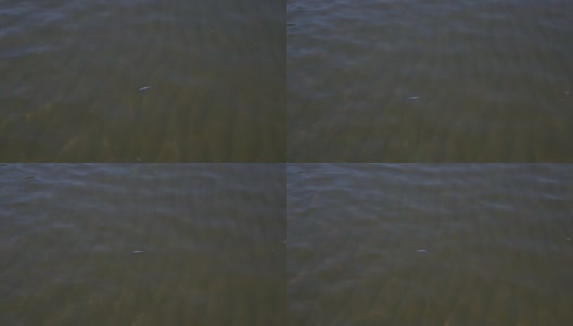 死鱼漂浮在水面上高清在线视频素材下载