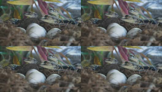 新生的短吻鳄在蛋附近产卵高清在线视频素材下载
