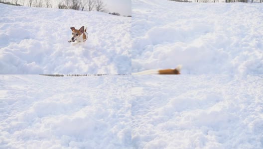 有趣快乐的狗冲过白雪覆盖的田野。DLSR摄像机慢动作录像画面高清在线视频素材下载