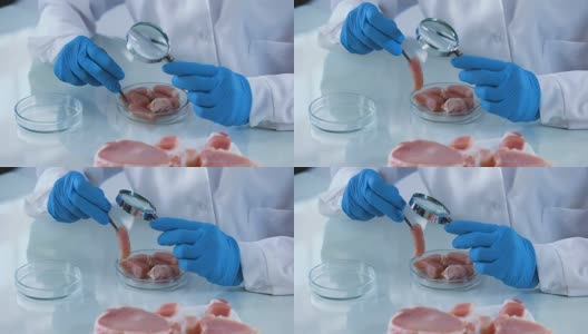 实验室工作人员分析肉类样品放大镜，细菌风险，认证高清在线视频素材下载