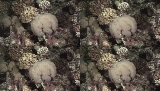 水下放松视频珊瑚礁在纯净透明的红海。高清在线视频素材下载