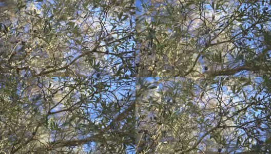成熟的橄榄在树上与叶子的特写高清在线视频素材下载