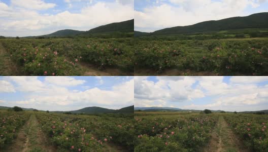 美丽的保加利亚玫瑰谷景色高清在线视频素材下载