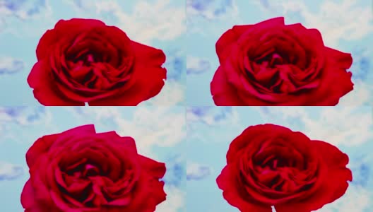 红玫瑰花的生长时间高清在线视频素材下载