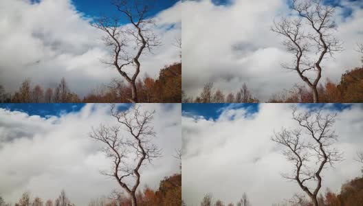云雾缭绕的山顶上的一棵孤独的光秃秃的树高清在线视频素材下载