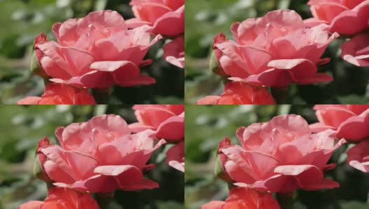 隐藏在植被阴影下的浅粉色玫瑰花园特写4K 2160 30fps超高清镜头-蔷薇科蔷薇品种花美丽的蓓蕾3840X2160超高清视频高清在线视频素材下载